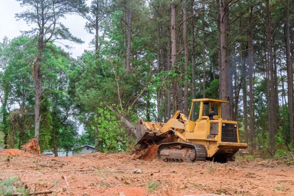 Forestry Clearing in Santa Barbara